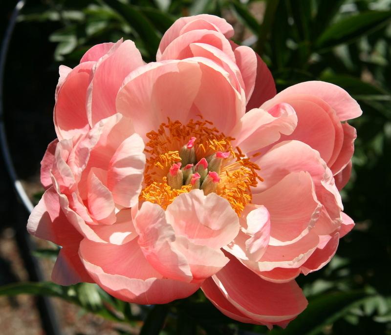 Photo of Garden Peony (Paeonia 'Coral Charm') uploaded by Calif_Sue