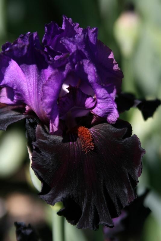 Photo of Tall Bearded Iris (Iris 'Romantic Evening') uploaded by Calif_Sue