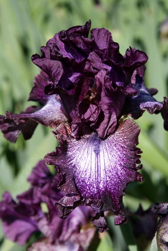 Photo of Tall Bearded Iris (Iris 'Graffiti Art') uploaded by Calif_Sue