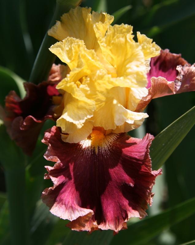 Photo of Tall Bearded Iris (Iris 'Trivial Pursuit') uploaded by Calif_Sue