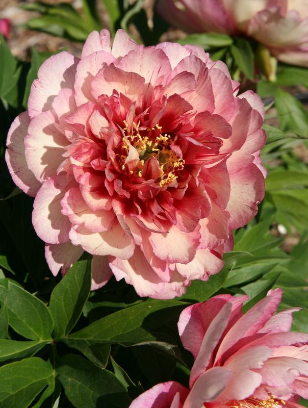 Photo of Intersectional Peony (Paeonia 'Hillary') uploaded by Calif_Sue