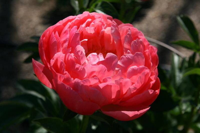 Photo of Peony (Paeonia 'Coral Sunset') uploaded by Calif_Sue