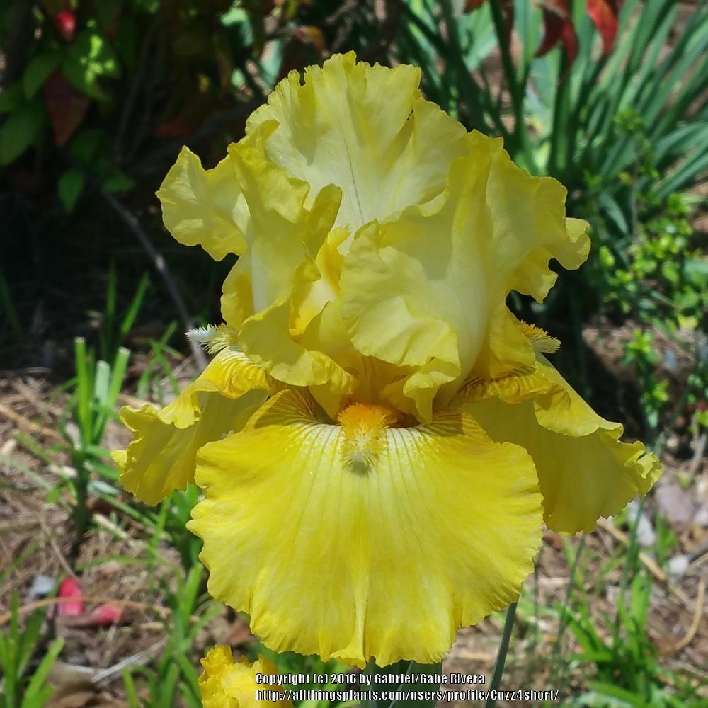 Photo of Tall Bearded Iris (Iris 'Golden Immortal') uploaded by Cuzz4short