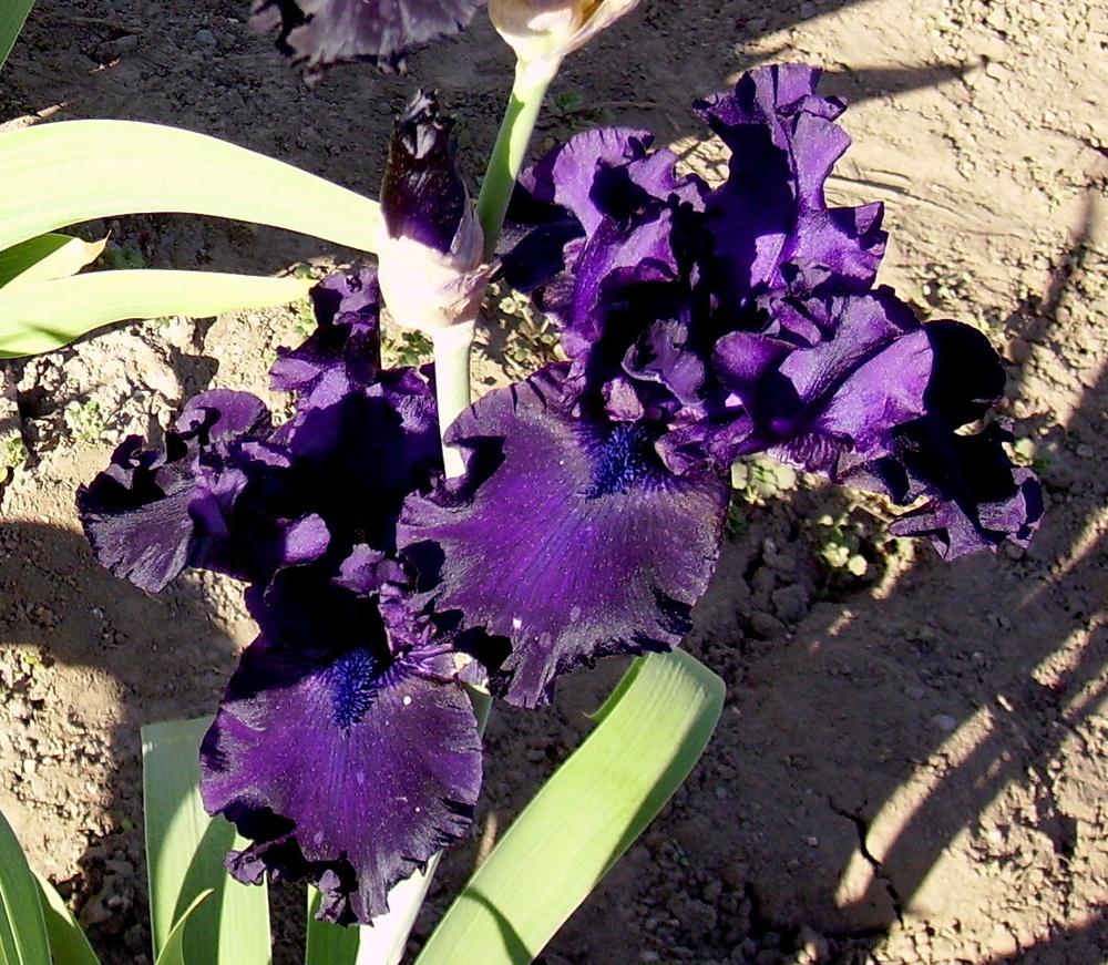 Photo of Tall Bearded Iris (Iris 'Night Ruler') uploaded by HemNorth