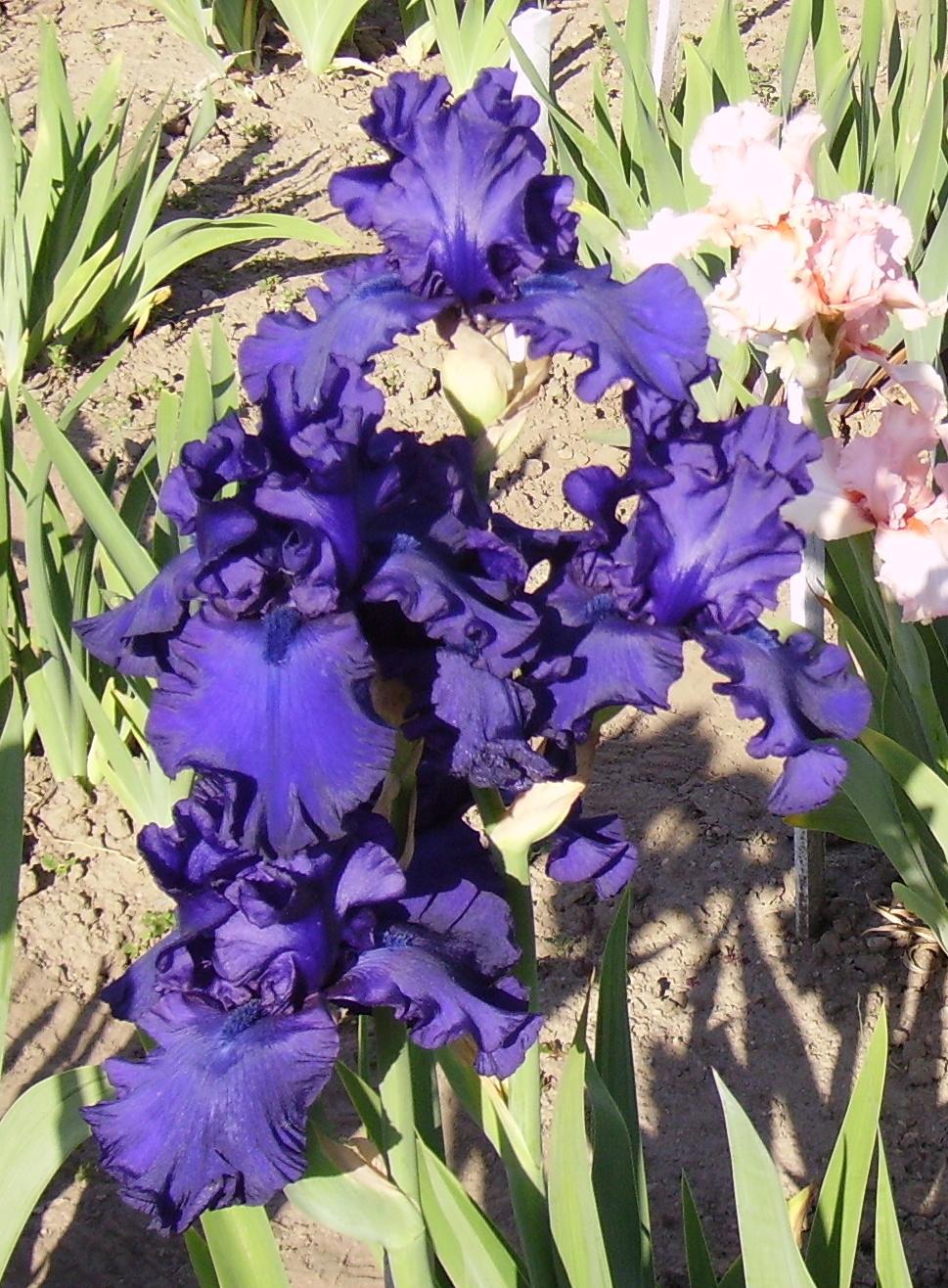 Photo of Tall Bearded Iris (Iris 'Darkside') uploaded by HemNorth