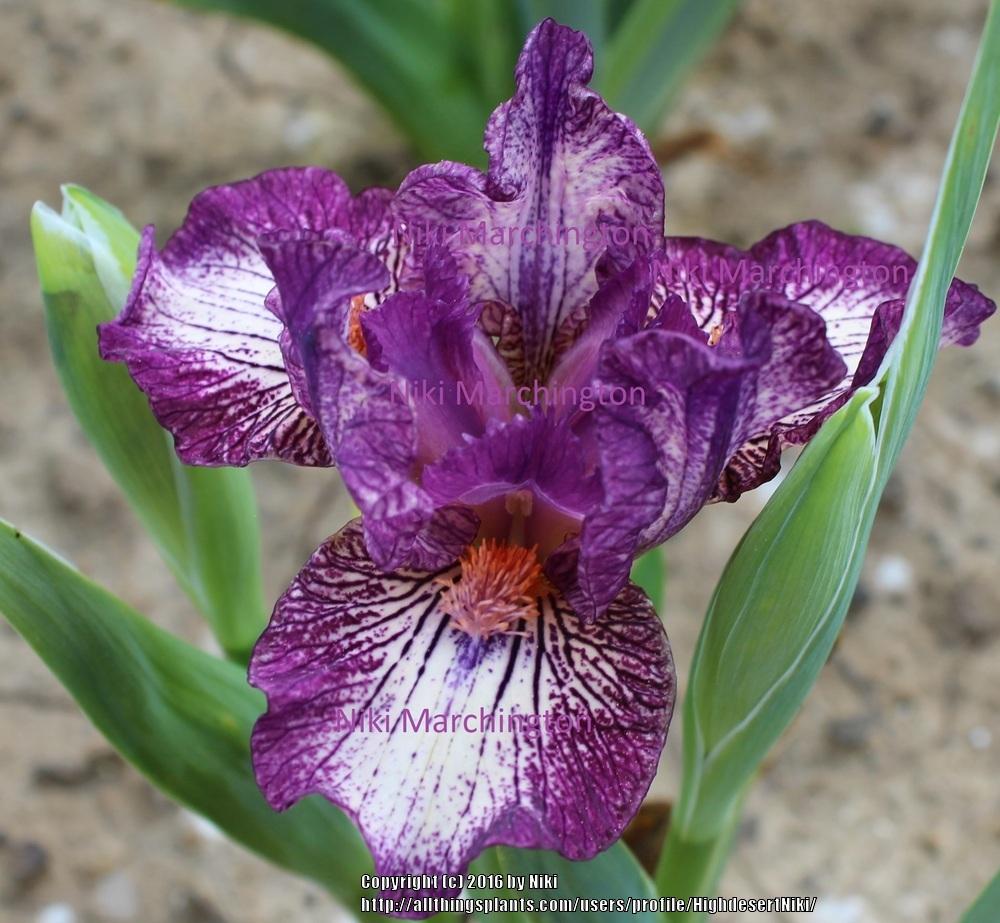 Photo of Standard Dwarf Bearded Iris (Iris 'Peppito') uploaded by HighdesertNiki
