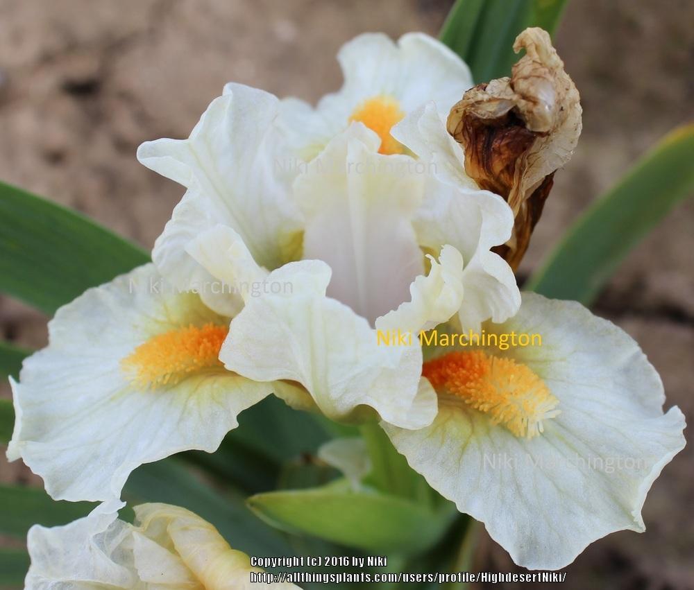 Photo of Miniature Dwarf Bearded Iris (Iris 'Pearly Whites') uploaded by HighdesertNiki