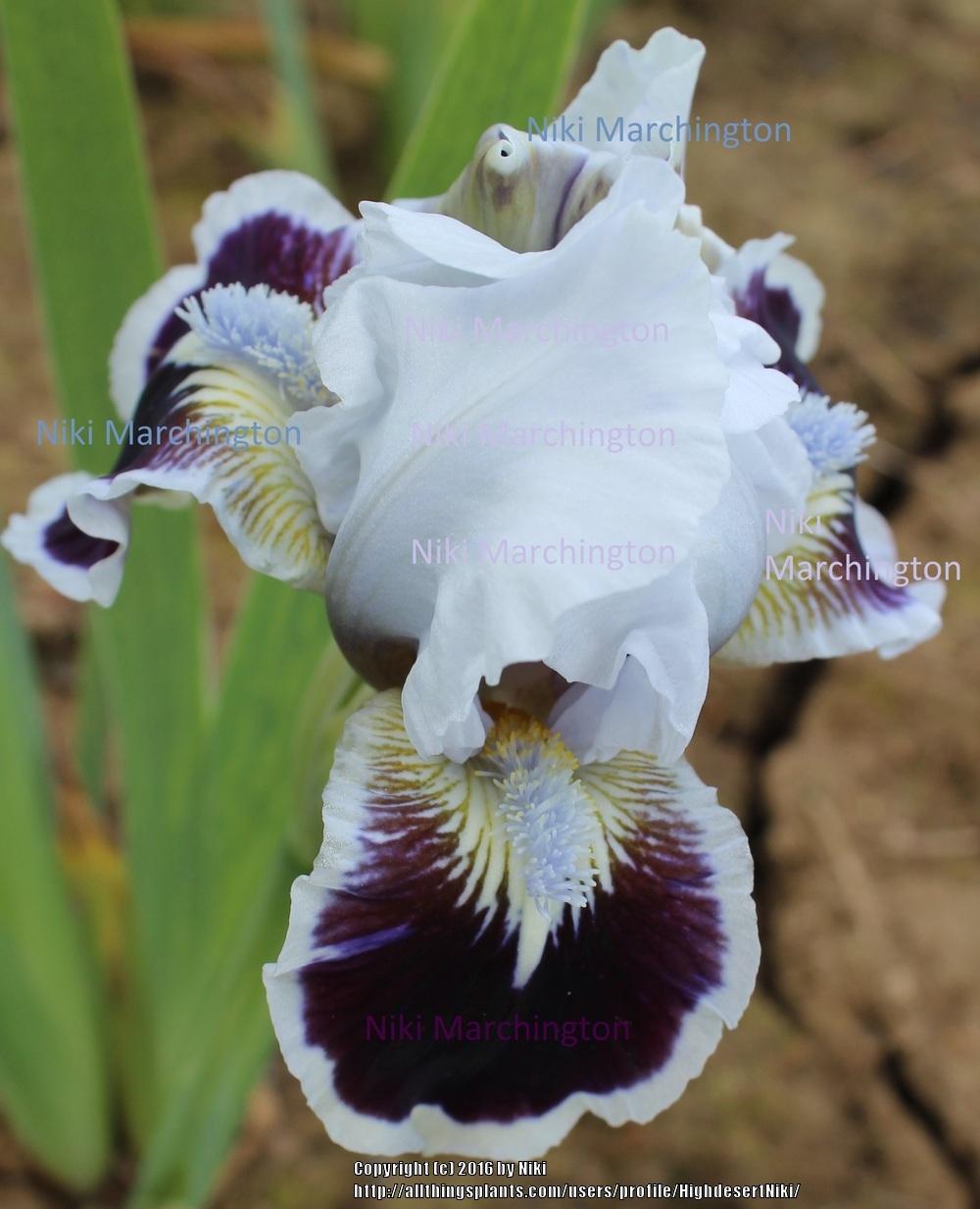 Photo of Standard Dwarf Bearded Iris (Iris 'Puddy Tat') uploaded by HighdesertNiki