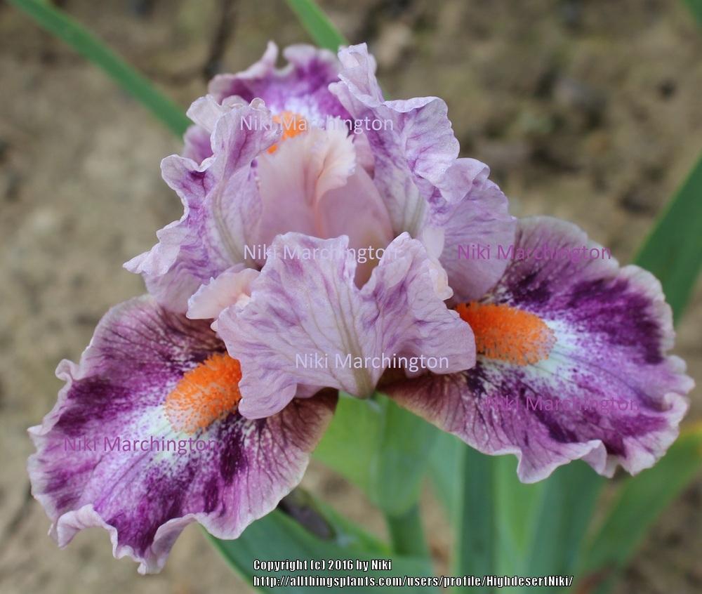 Photo of Standard Dwarf Bearded Iris (Iris 'Pinky Ring') uploaded by HighdesertNiki