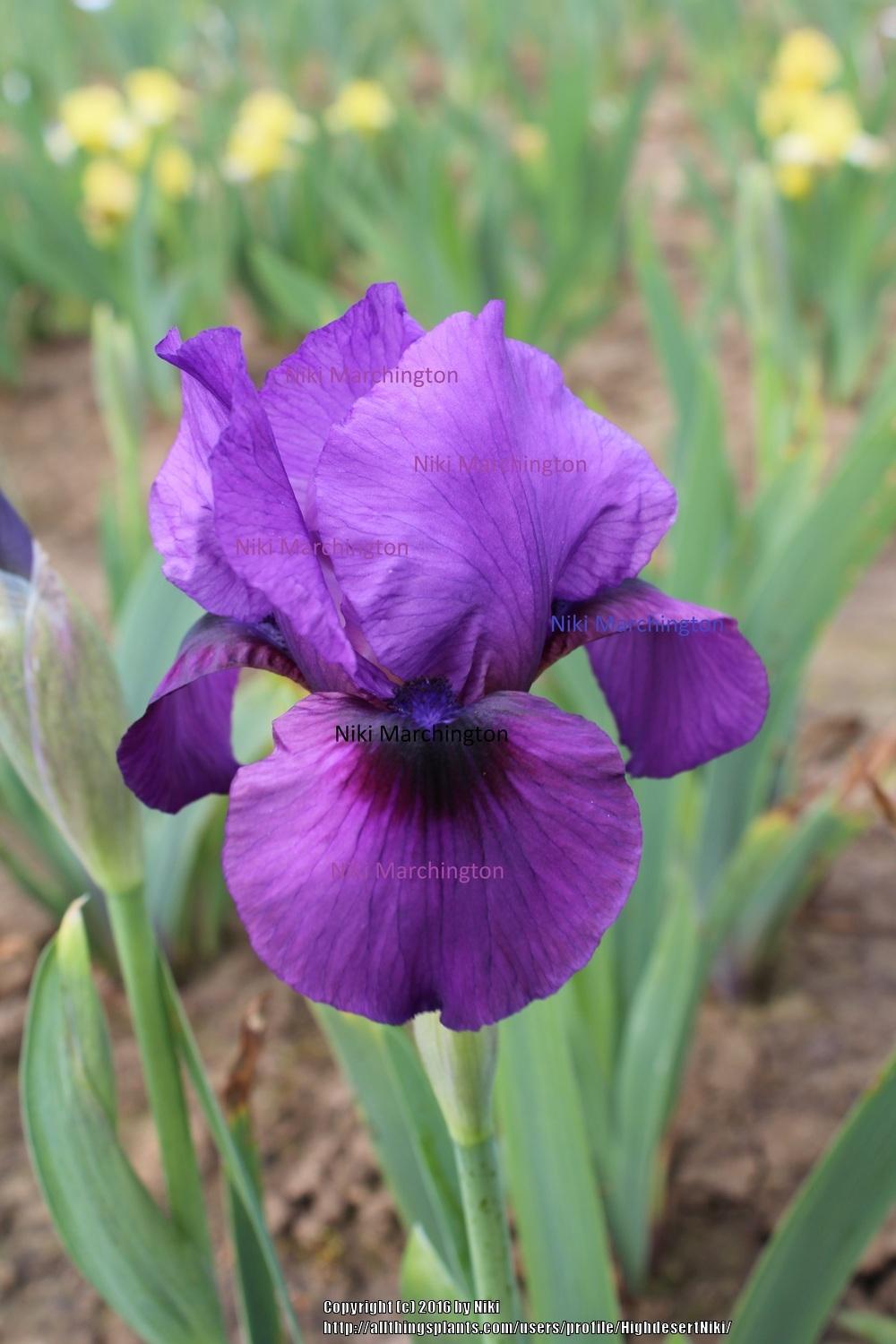 Photo of Arilbred Iris (Iris 'Parable') uploaded by HighdesertNiki