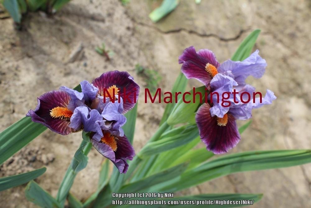 Photo of Standard Dwarf Bearded Iris (Iris 'Pawn') uploaded by HighdesertNiki