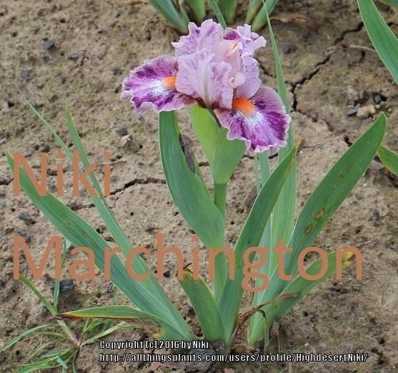 Photo of Standard Dwarf Bearded Iris (Iris 'Pinky Ring') uploaded by HighdesertNiki