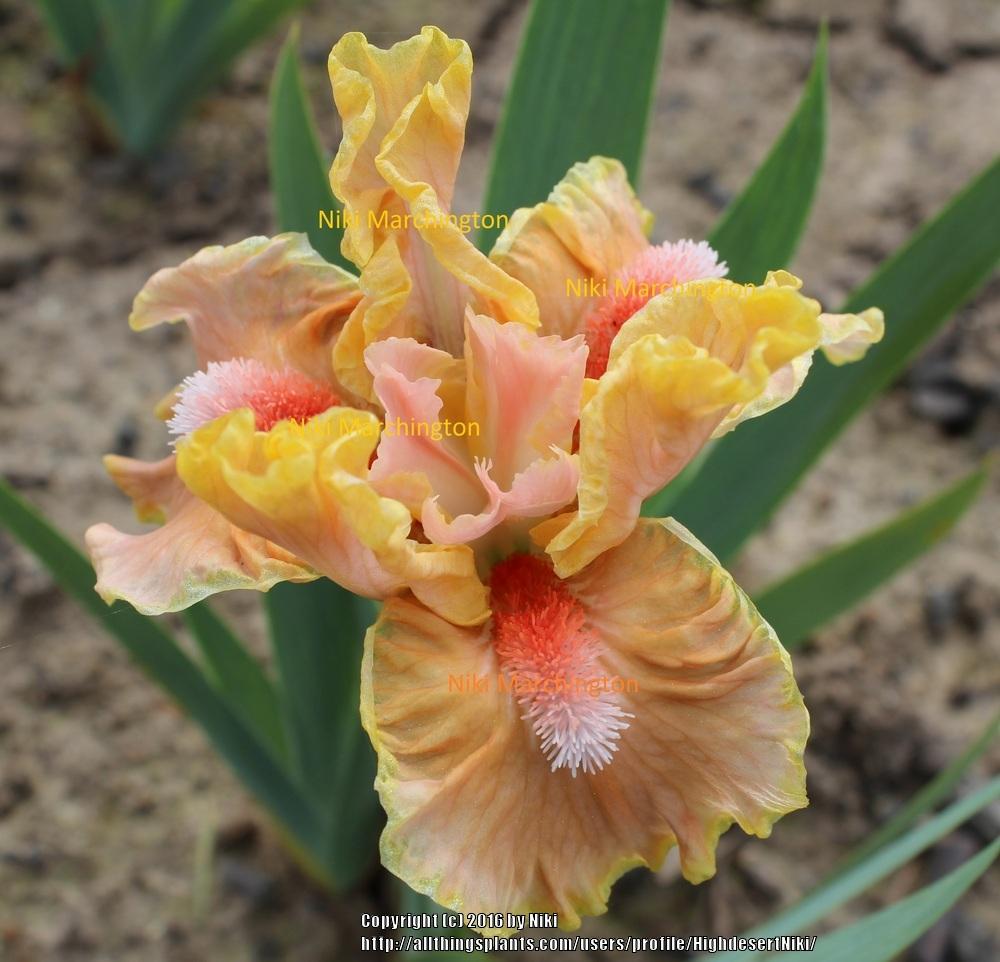 Photo of Standard Dwarf Bearded Iris (Iris 'Orange Obsession') uploaded by HighdesertNiki