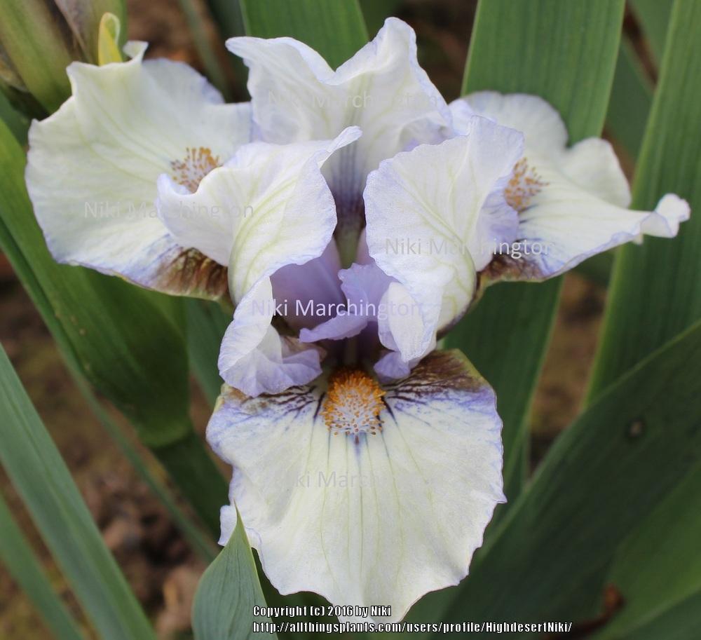 Photo of Standard Dwarf Bearded Iris (Iris 'Praise') uploaded by HighdesertNiki
