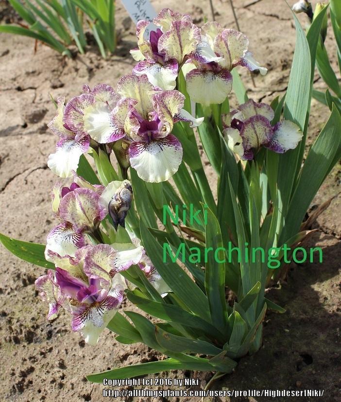 Photo of Standard Dwarf Bearded Iris (Iris 'Purple Paws') uploaded by HighdesertNiki