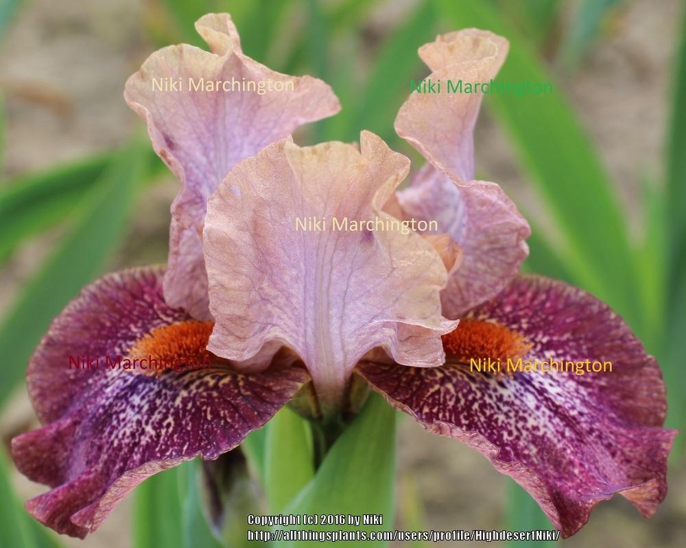 Photo of Standard Dwarf Bearded Iris (Iris 'Parade Star') uploaded by HighdesertNiki