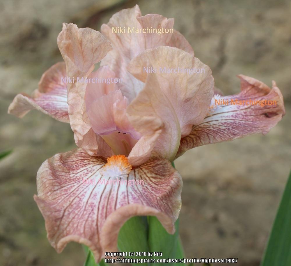 Photo of Standard Dwarf Bearded Iris (Iris 'Peach Pie') uploaded by HighdesertNiki