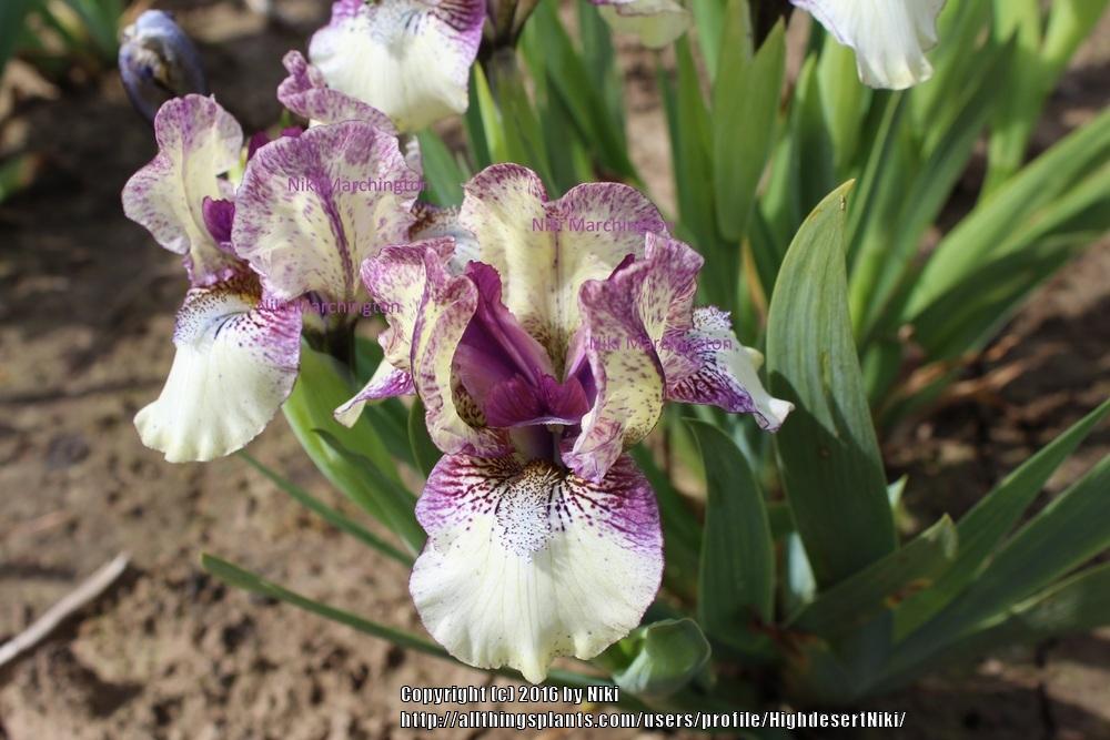 Photo of Standard Dwarf Bearded Iris (Iris 'Purple Paws') uploaded by HighdesertNiki