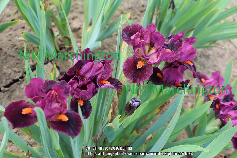 Photo of Standard Dwarf Bearded Iris (Iris 'Outspoken') uploaded by HighdesertNiki