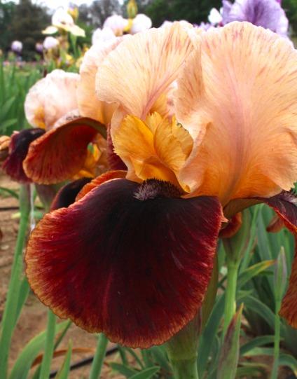 Photo of Arilbred Iris (Iris 'Navajo Velvet') uploaded by Moiris