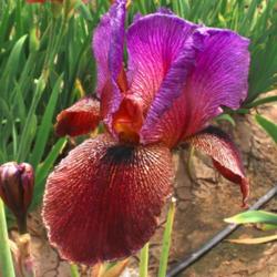 Location: Superstition Iris Garden - Cathey's Valley CA
Date: April 2016