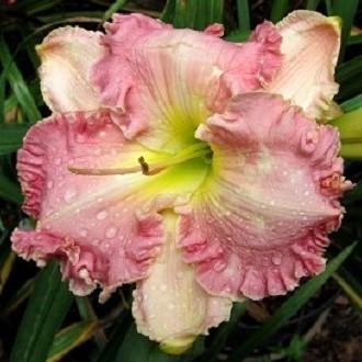 Photo of Daylily (Hemerocallis 'Pink Aloha') uploaded by Sscape