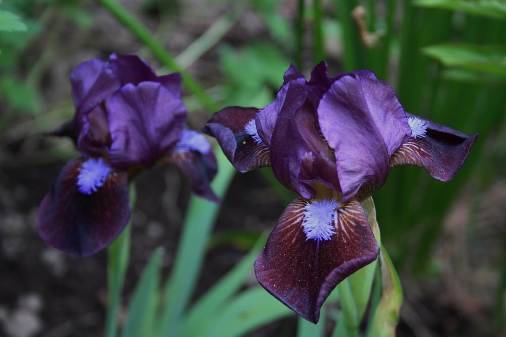 Photo of Standard Dwarf Bearded Iris (Iris 'Little Black Belt') uploaded by touchofsky