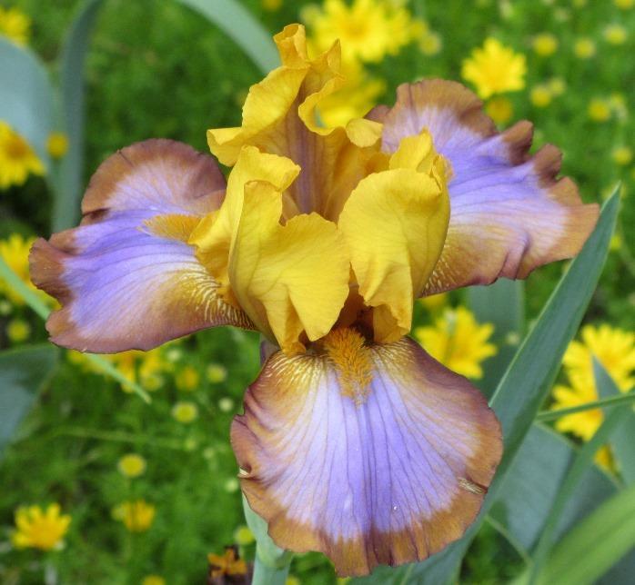 Photo of Border Bearded Iris (Iris 'Brown Lasso') uploaded by Bloombuddie