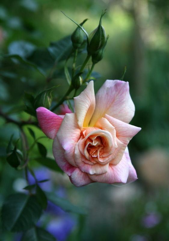 Photo of Rose (Rosa 'Aloha') uploaded by Calif_Sue