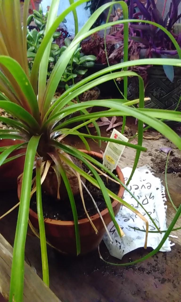 Photo of Ponytail Palm (Beaucarnea recurvata) uploaded by Flea