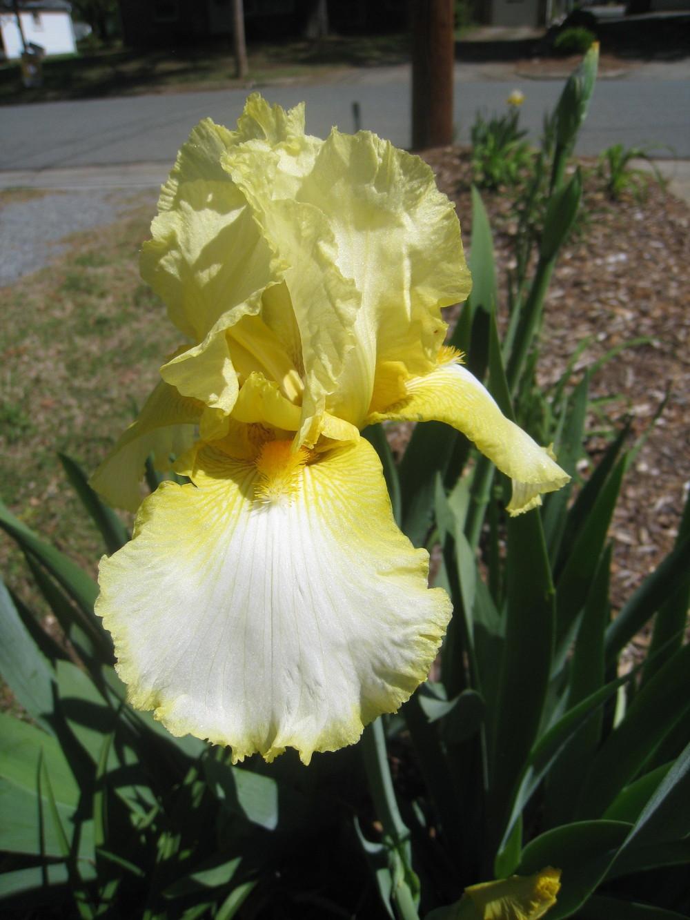 Photo of Tall Bearded Iris (Iris 'Amain') uploaded by Hemophobic