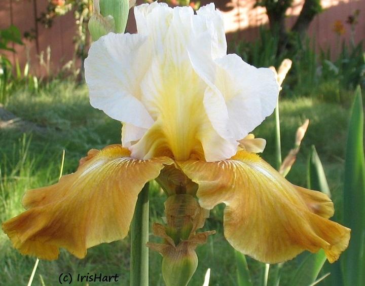 Photo of Tall Bearded Iris (Iris 'Genealogy') uploaded by IrisHart