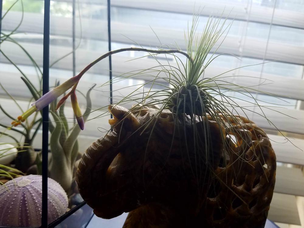 Photo of Air Plant (Tillandsia argentea) uploaded by JamesAcclaims
