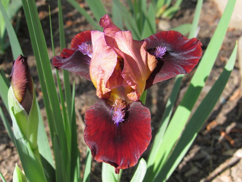 Photo of Standard Dwarf Bearded Iris (Iris 'Sparks Fly') uploaded by Lestv
