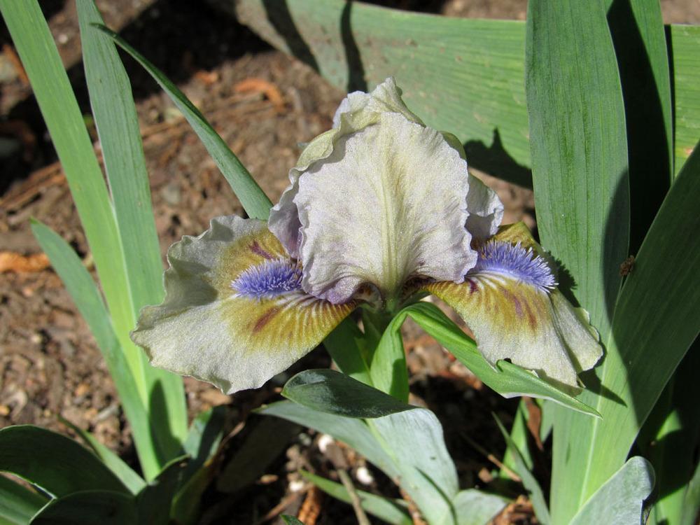 Photo of Standard Dwarf Bearded Iris (Iris 'Grass Girl') uploaded by Lestv