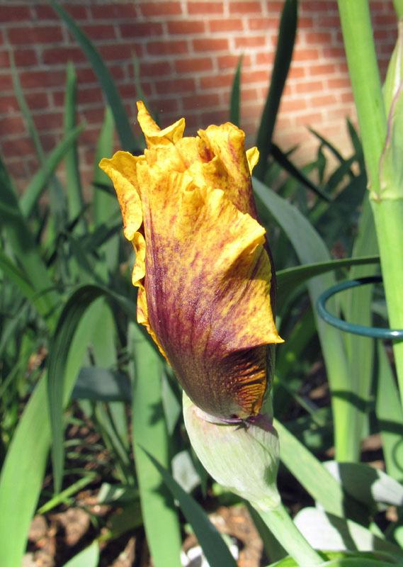 Photo of Tall Bearded Iris (Iris 'Infernal Fire') uploaded by Lestv