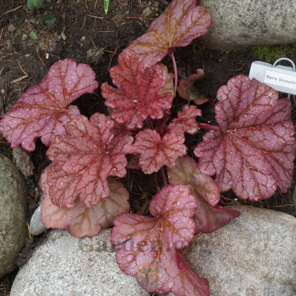 Photo of Coral Bells (Heuchera 'Berry Smoothie') uploaded by Patty
