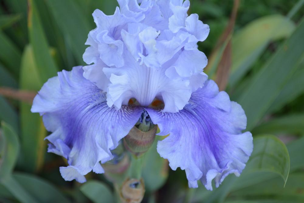 Photo of Tall Bearded Iris (Iris 'Ascent of Angels') uploaded by Phillipb2