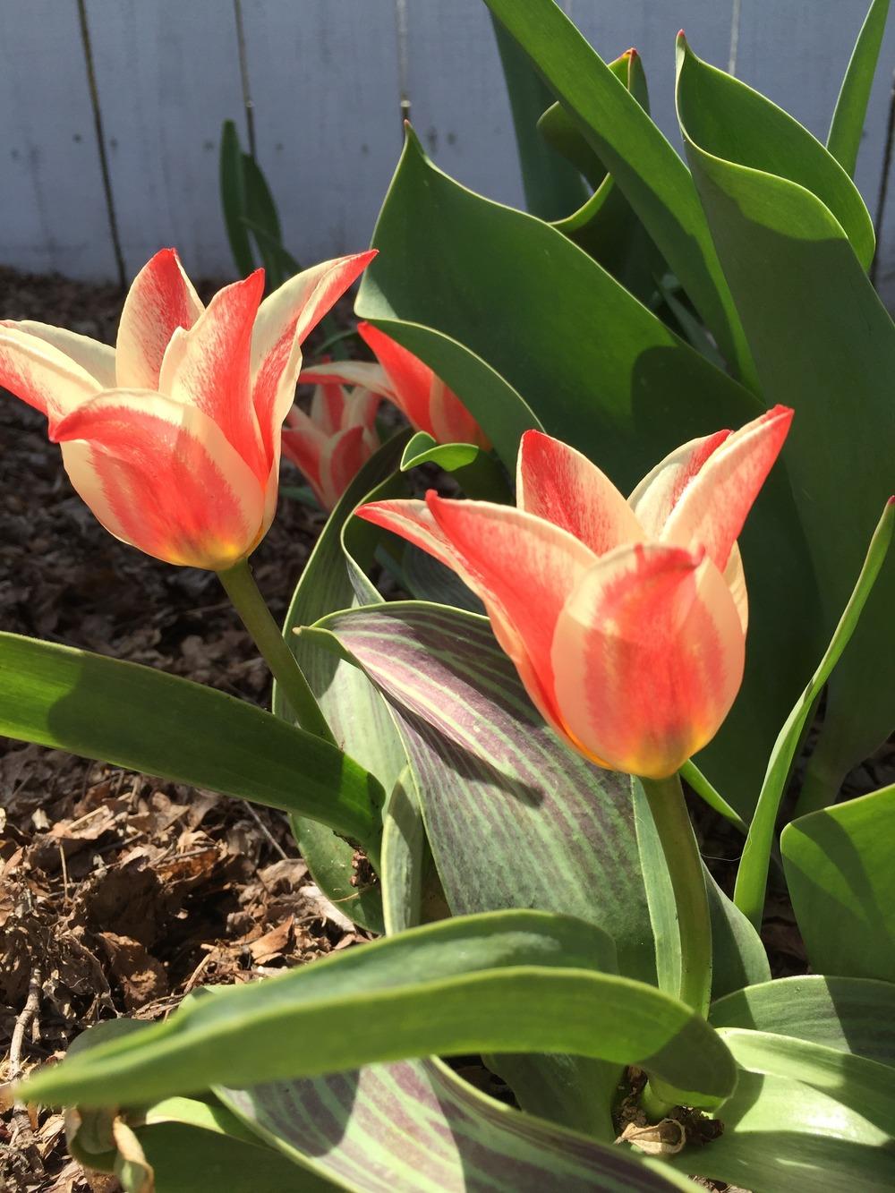 Photo of Tulip (Tulipa greigii 'Pinocchio') uploaded by RobinSeeds