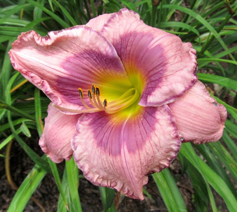 Photo of Daylily (Hemerocallis 'Sailing Against the Wind') uploaded by Sscape