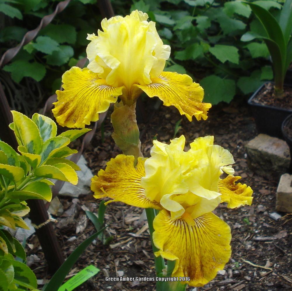 Photo of Tall Bearded Iris (Iris 'Bright Sunshiny Day') uploaded by lovemyhouse
