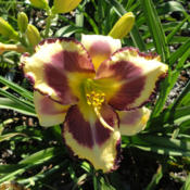 Love of Ruth Daylily