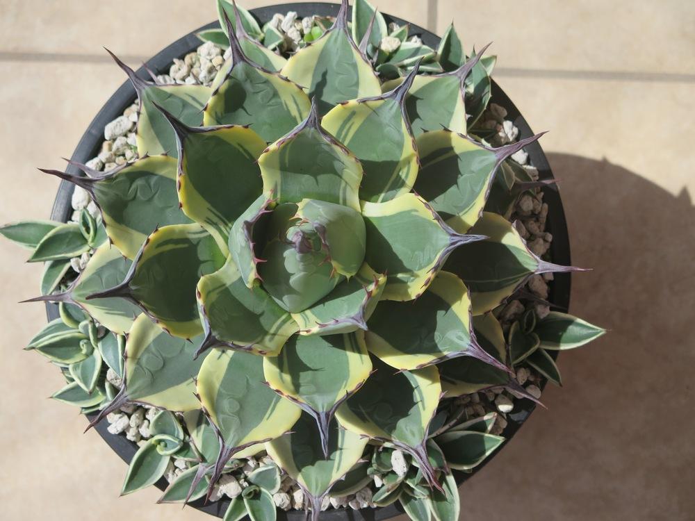 Photo of Agave (Agave applanata 'Cream Spike') uploaded by Baja_Costero