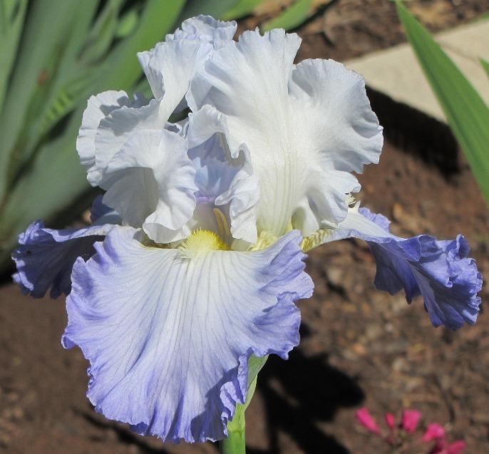 Photo of Tall Bearded Iris (Iris 'Ruffled Ballet') uploaded by Bloombuddie
