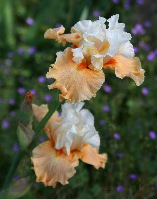 Photo of Tall Bearded Iris (Iris 'Winning Hand') uploaded by Calif_Sue