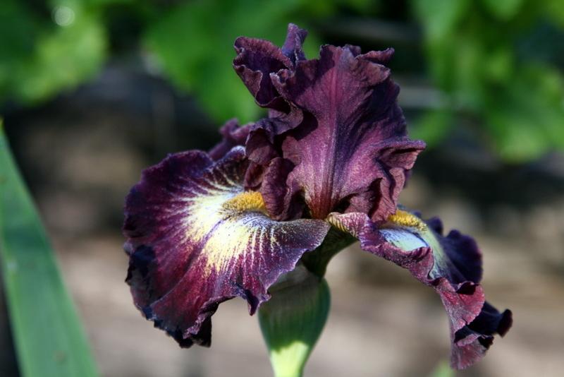 Photo of Tall Bearded Iris (Iris 'Tunnel Vision') uploaded by Calif_Sue