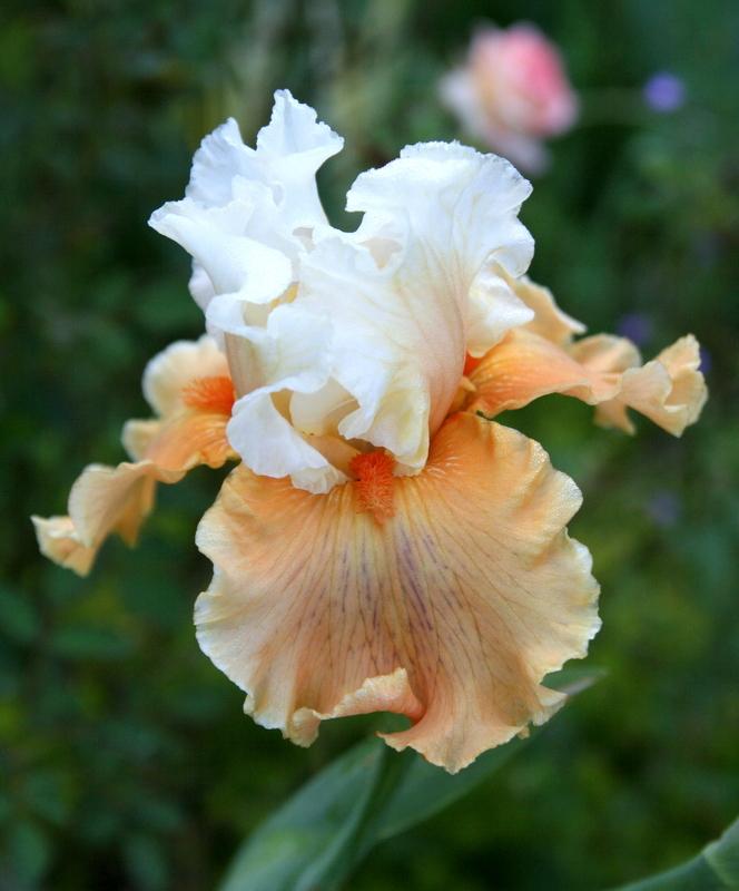 Photo of Tall Bearded Iris (Iris 'Winning Hand') uploaded by Calif_Sue