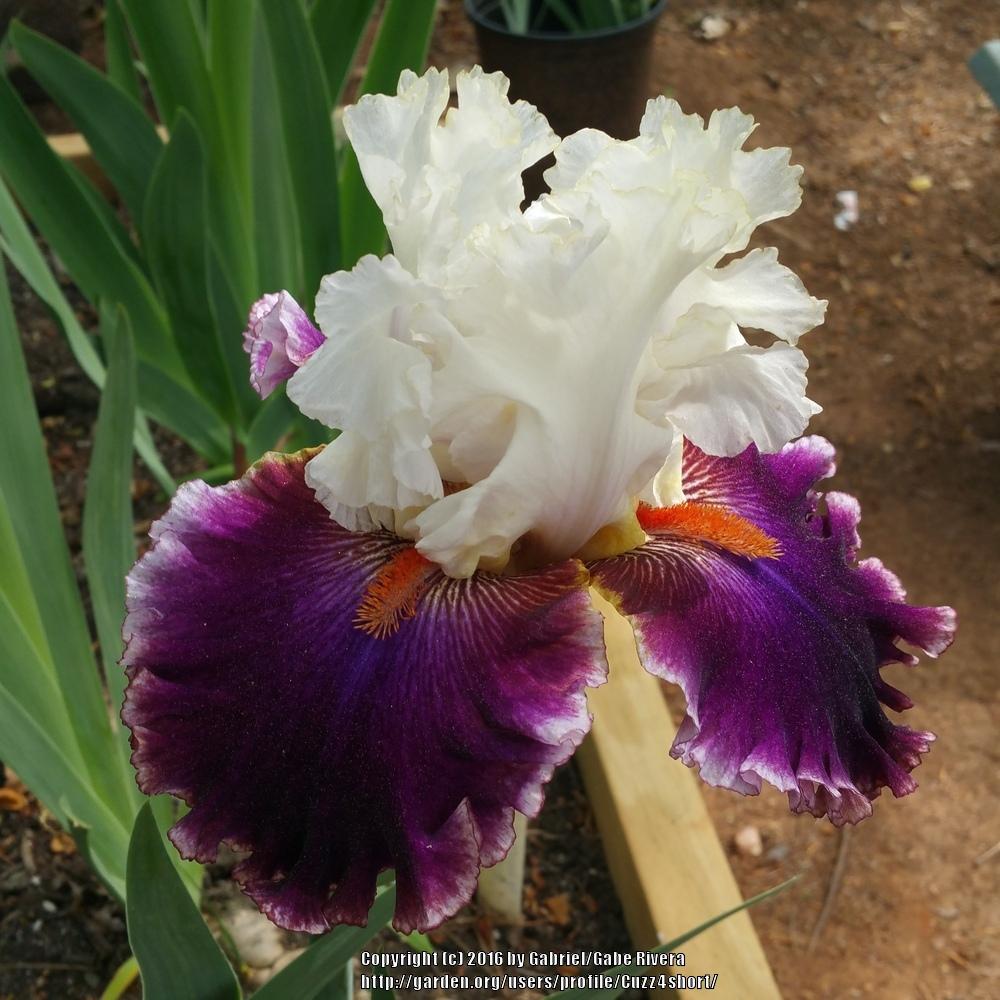 Photo of Tall Bearded Iris (Iris 'Regal Knave') uploaded by Cuzz4short