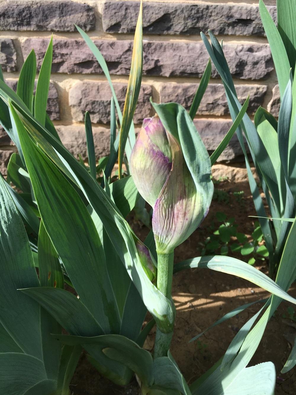 Photo of Tall Bearded Iris (Iris 'Pandora's Purple') uploaded by Misawa77