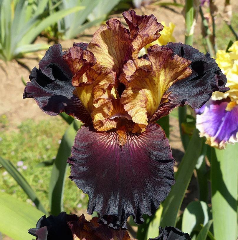 Photo of Tall Bearded Iris (Iris 'Caramel 'n Chocolate') uploaded by Misawa77